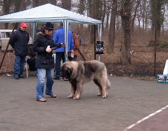 Surcin 2007 - foto povečava