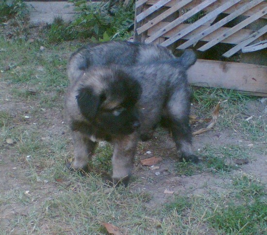 Male slike - foto povečava