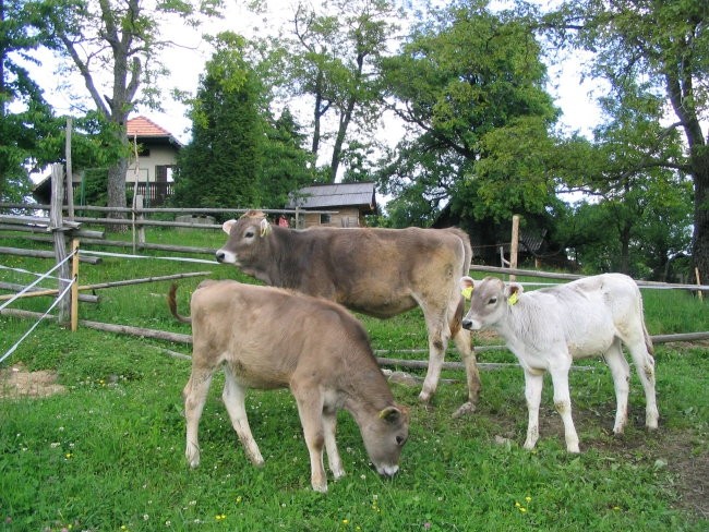 Turistična kmetija Jesevnik - foto povečava