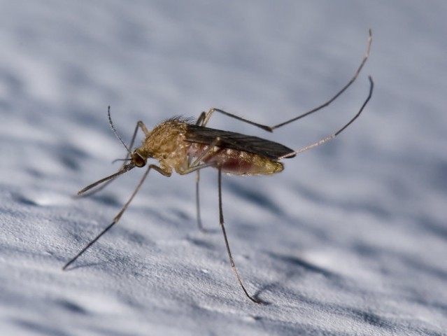 Primorski komarji