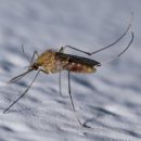 primorski komarji
