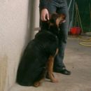  Mešanka z Rottweilerjem, zelo prijazna do psov in ljudi, hitro se naveže na človeka 
KP 