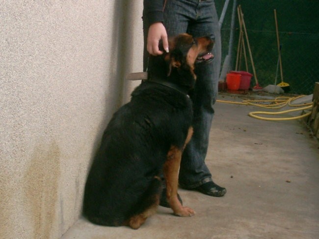  Mešanka z Rottweilerjem, zelo prijazna do psov in ljudi, hitro se naveže na človeka 
KP 