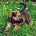 Flynn (Nemčija)