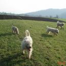 Softcoated wheatenn terriers