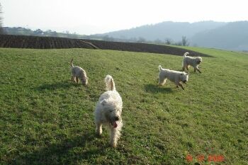 Softcoated wheatenn terriers - foto