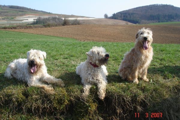 Softcoated wheatenn terriers - foto