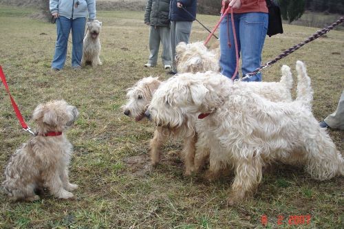 Softcoated wheatenn terriers - foto