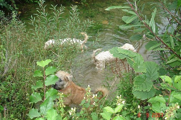 Softcoated wheatenn terriers - foto