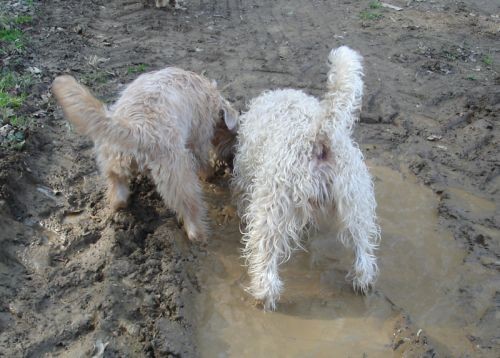 Softcoated wheatenn terriers - foto povečava