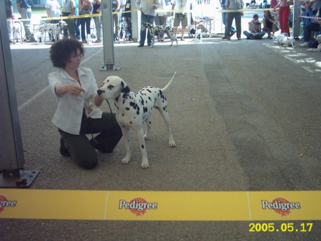 Euro dog show-Tulln 2005 - foto