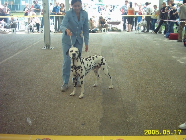 Euro dog show-Tulln 2005 - foto povečava