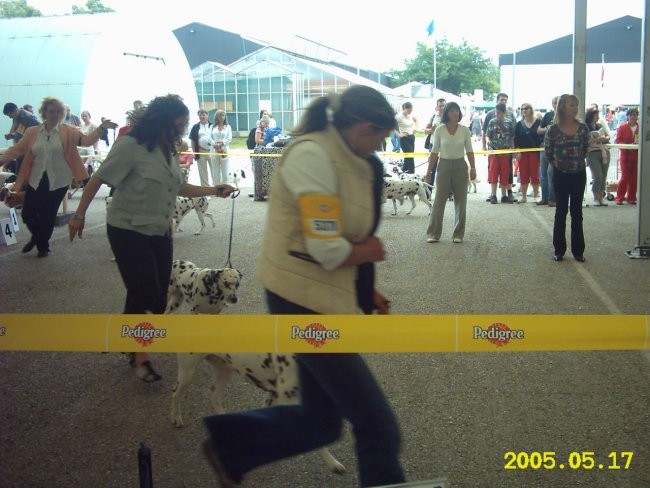 Euro dog show-Tulln 2005 - foto povečava