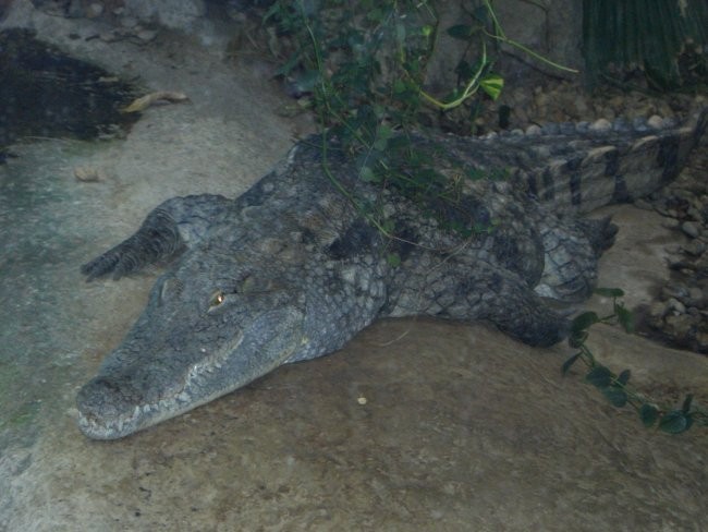 Zoo vrt Schönbrun - foto povečava