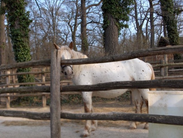 Zoo vrt Schönbrun - foto