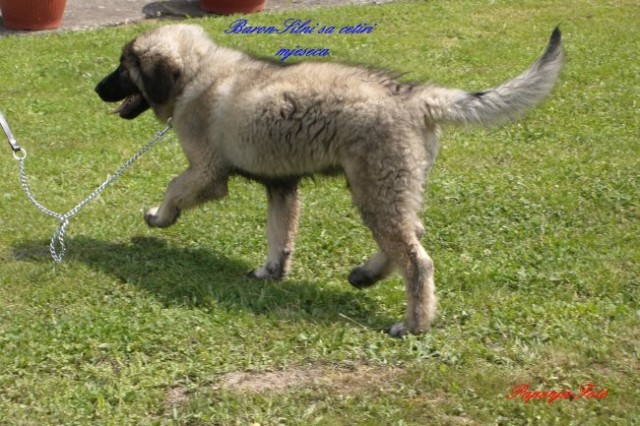 Baron-Silni-Cetiri mjeseca - foto