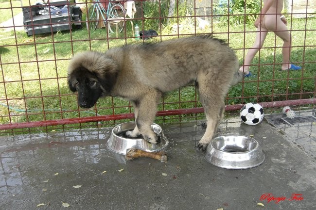 Baron-Silni-Cetiri mjeseca - foto povečava