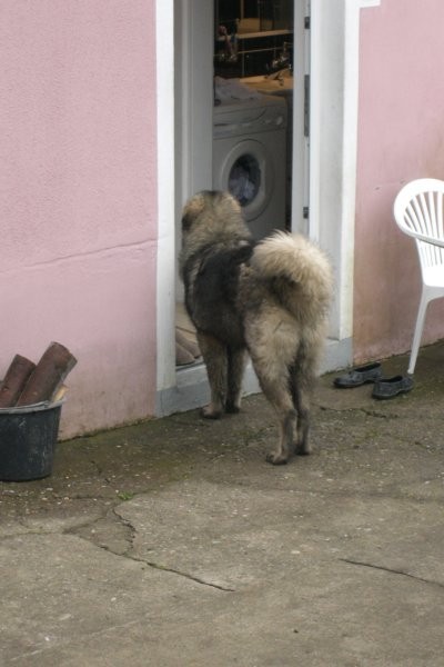 Baron-Silni-Osam mjeseci - foto povečava