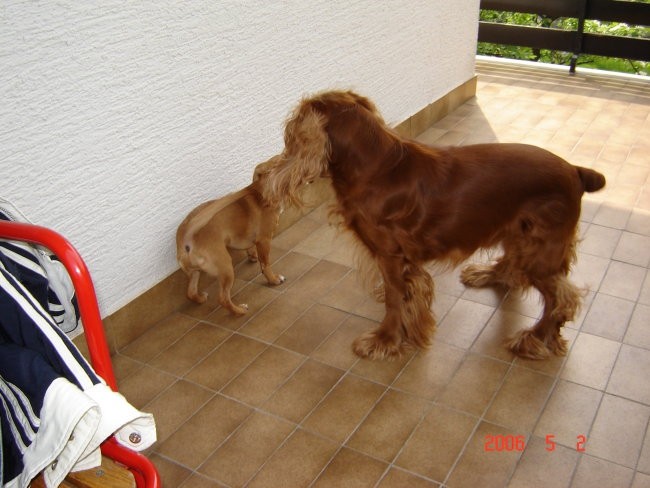 Lin&čivava - foto povečava
