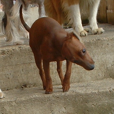 Samba - foto povečava