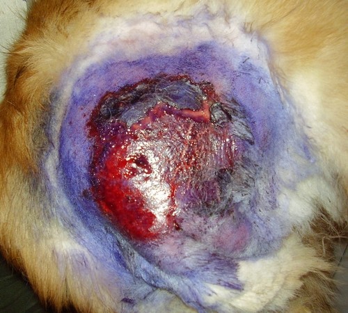 Bona's injury after mating in Hungarian kennel Mystic Moonlight 17.-25.01.'07. - very big 