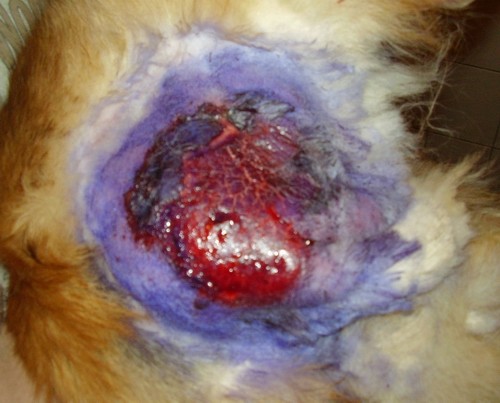 Bona's injury after mating in Hungarian kennel Mystic Moonlight 17.-25.01.'07. - very big 