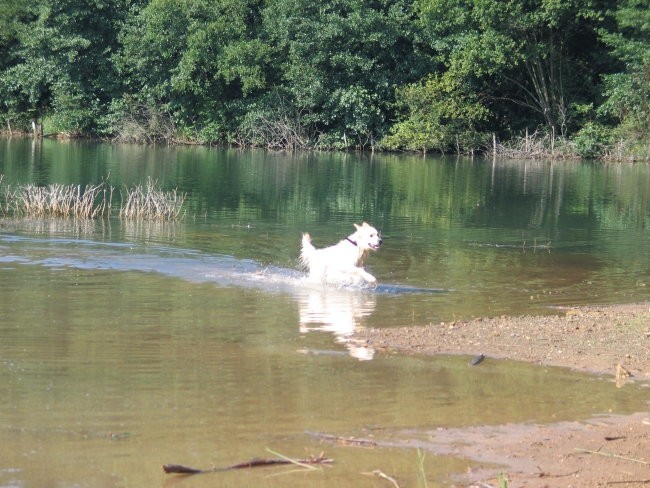 Working-retrievers - foto povečava