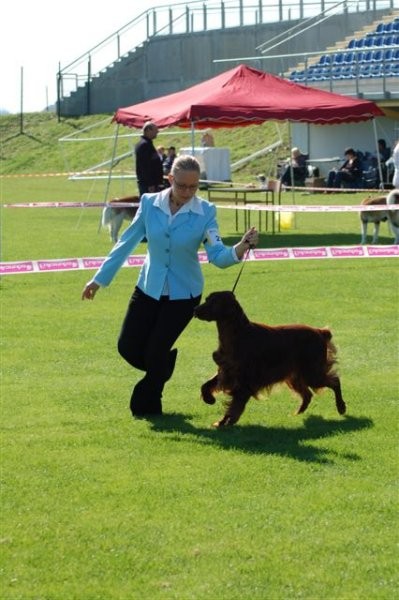 Loving Red Irish Setters - foto povečava