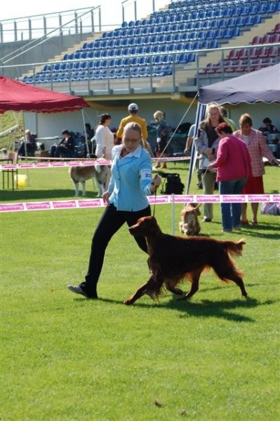 Loving Red Irish Setters - foto povečava