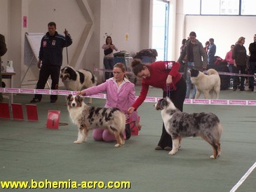 Cacib Zagreb 2006: Way winning CACIB!