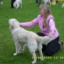 Speciality show for Retrievers 2003, A: During junior handling competition-later we won 3r