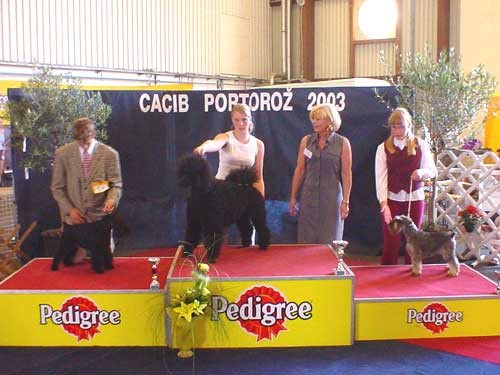 Cacib Portoroz 2003: 3rd place with Zwergschnauzer