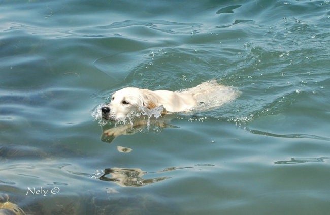 Puppies - foto povečava