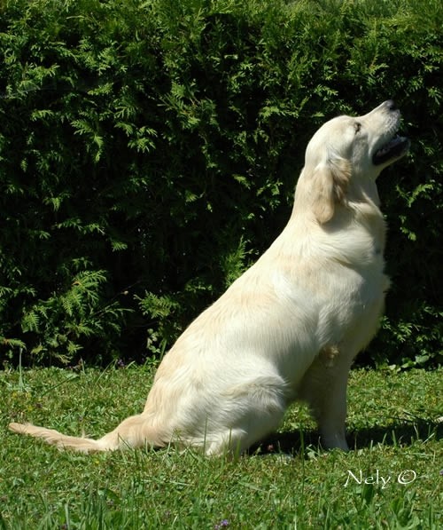 Puppies - foto povečava