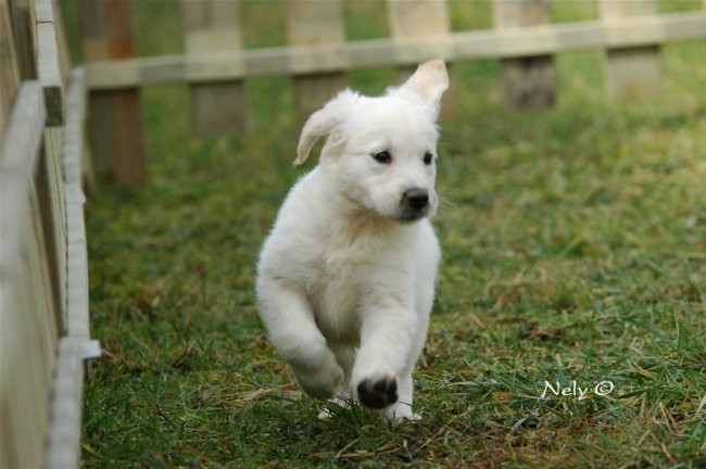 Puppies - foto povečava