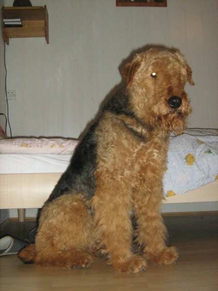 Zoro - januar 2008 - foto povečava