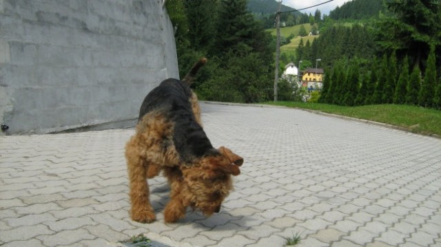 Junij - foto