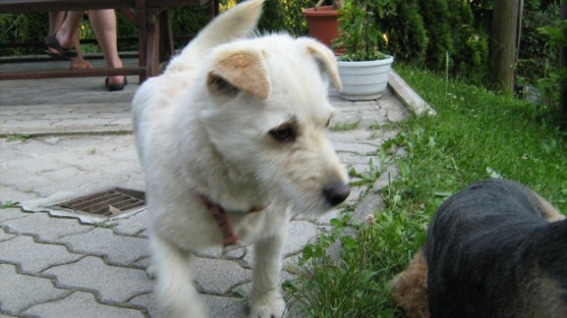 Junij - foto