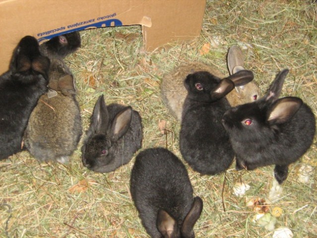 Mali zajčki