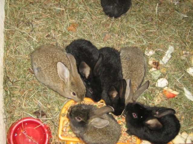Zajčki
