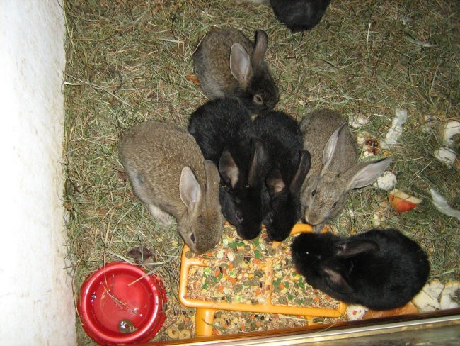 zajčki