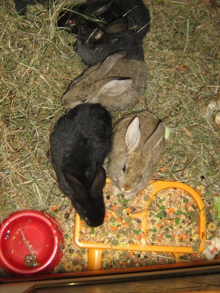 Mali zajčki