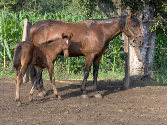 Zdrebad 2 - foto povečava