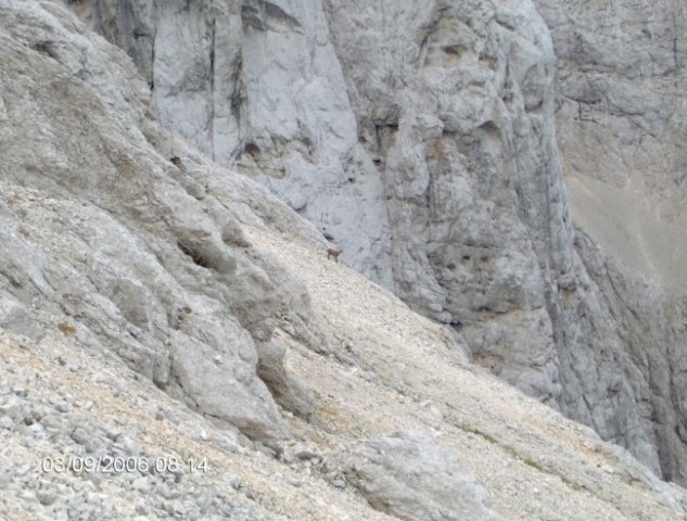 Kriški podi - Vršič - foto