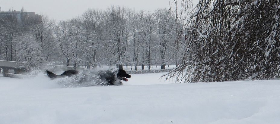 Januar - Februar 2016 - foto povečava