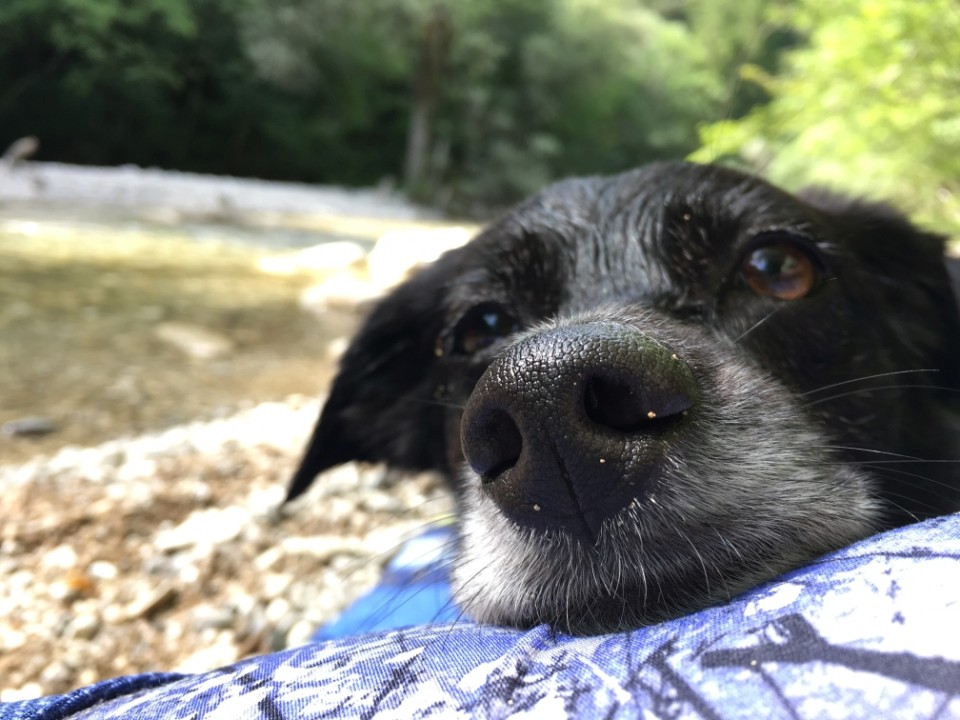 Poletje 2017 - foto povečava