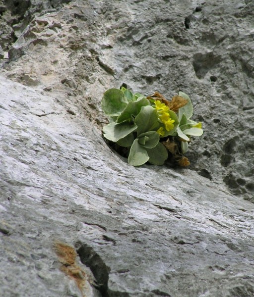 Narava - foto povečava