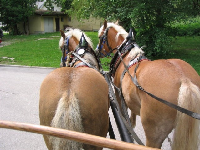 Bled 2008 - foto