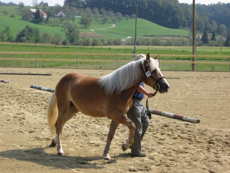 Državna razstava 2009 - foto povečava