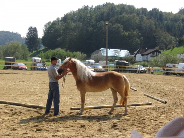 Državna razstava 2009 - foto